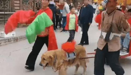 马呕吐视频,紧急救治过程揭秘