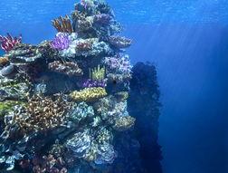 蓝色珊瑚礁在线播放,探寻海底奇观，在线播放带你领略神秘海洋世界