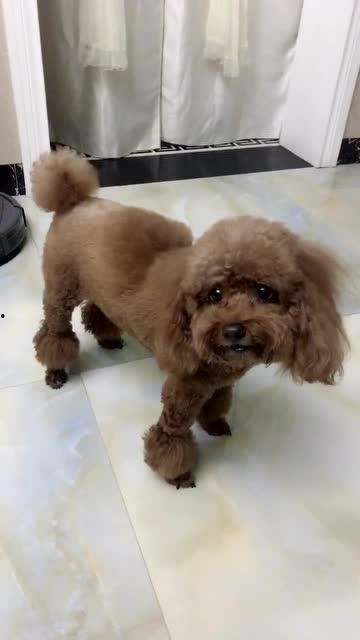 狗说话视频,揭秘神奇视频背后的真实故事